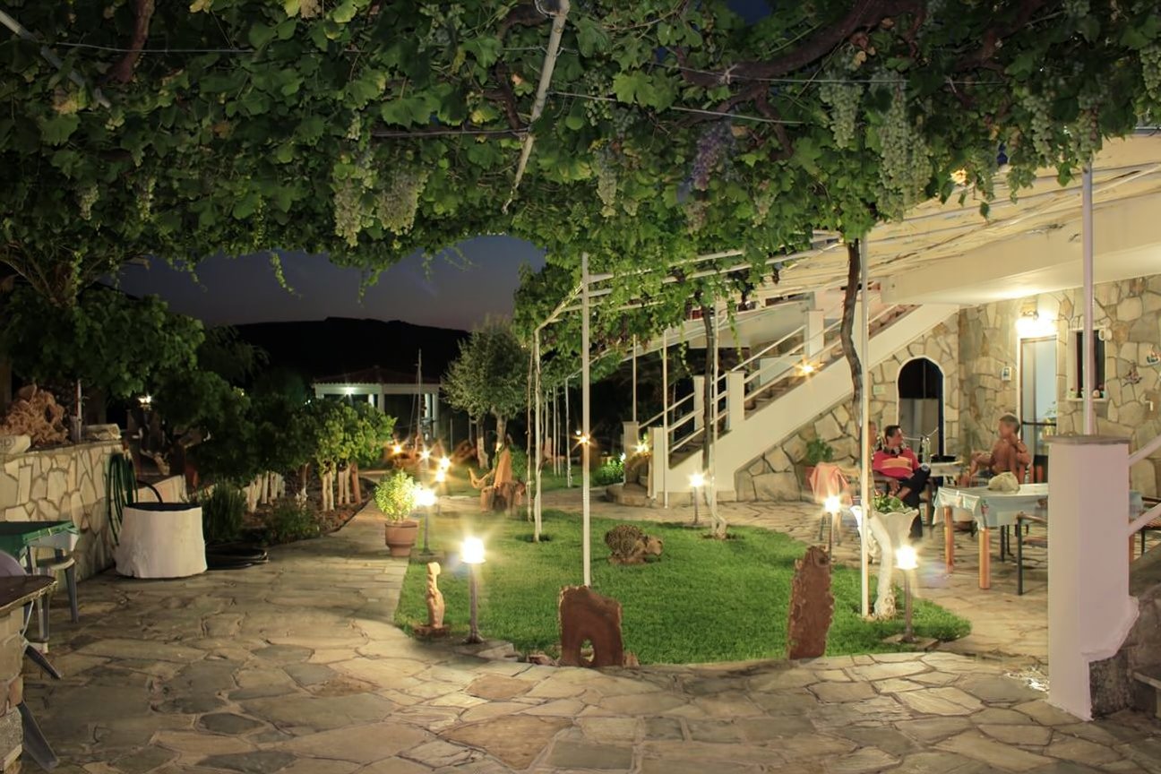 Vine canopy at night